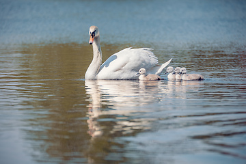 Image showing Wild bird mute swan in spring on pond