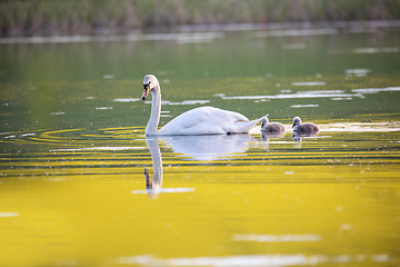 Image showing Wild bird mute swan in spring on pond