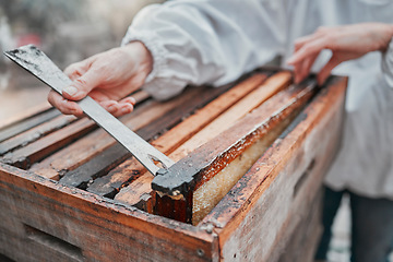 Image showing Beekeeping, honeycomb and honey production, farming and sustainability, organic manufacturing and eco small business farmer. Closeup beekeeper, bee hive frame, box and sustainable management of bees