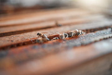 Image showing Bees, hive and background of honey farming, sustainability and organic production, manufacturing and eco environment. Closeup beekeeping, agriculture process and honeycomb, insects and bugs in nature