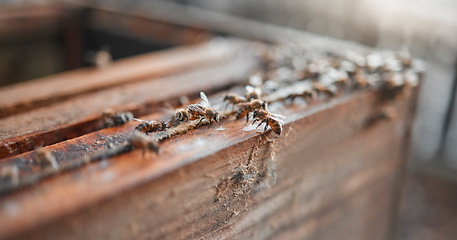 Image showing Bees, wood and insects for honey production on a sustainable, agriculture and eco friendly farm. Process, farming and bugs ready to produce or harvest organic, raw and healthy honeycomb in a box.