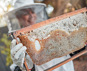 Image showing Beekeeper, bee farming and honey production with honeycomb and woman in safety suit with raw organic process. Natural product closeup, bees and nature, farmer and beekeeping for sustainable food.