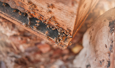 Image showing Bees, honey farming and agriculture sustainability for farm insect sustainability. Natural organic beekeeping, healthy wax nutrition process and honeycomb production or harvesting sustainable beeswax