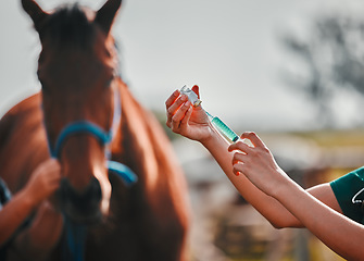 Image showing Horse, woman veterinary and medicine syringe outdoor for health and wellness in countryside. Doctor, professional nurse or vet person hands with animal for help, injection and medical care at a ranch