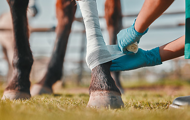 Image showing Horse, woman veterinary and bandage on legs outdoor for injury, wound or sprain in countryside. Hands of doctor, nurse or vet person with an animal for help, healing and medical care at a ranch