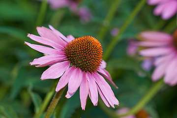 Image showing Pink cone flowers, plant and closeup in nature, environment and blossom in green botanical ecosystem. Background, floral garden and daisy ecology for natural sustainability, spring and growth outdoor