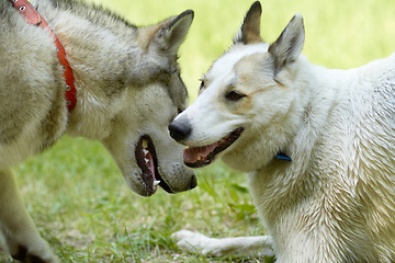 Image showing Dogs, play and park with animal meeting on grass in summer together with pet. Nature, dog and husky friends outdoor on a field with puppy, animals and pets on a lawn feeling happy in countryside