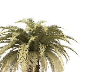 Image showing palm over white