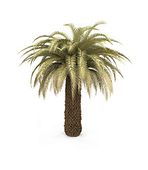 Image showing palm over white