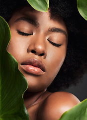 Image showing Face, black woman and leaves with natural skincare, nature and eco friendly beauty and cosmetics on studio background. Facial, green and African female model, skin glow and sustainable dermatology