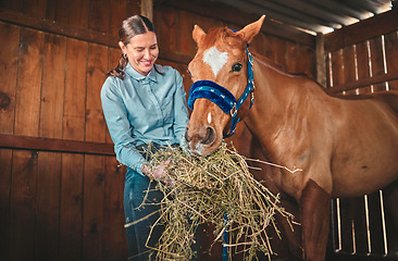 Image showing Woman, hay and feeding horse in stable, barn and rancher of farming animals in sustainable shed. Happy female farmer, owner and care for equestrian livestock, hungry brown stallion and farm pet