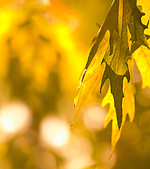 Image showing Autumn, tree and wallpaper of leaves in fall, forest and season in nature or background of plants and bokeh. Yellow, leaf in afternoon or light in the morning, sun or color of countryside in spring