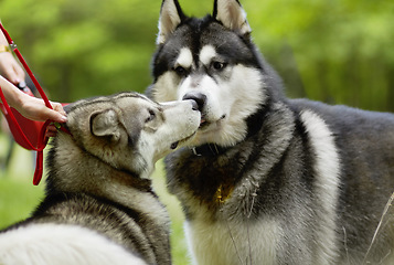 Image showing Dogs, sniff and park with animal meeting on grass in summer together with pet. Nature, dog and husky friends outdoor on a field with puppy, animals and pets on a lawn with greeting in countryside