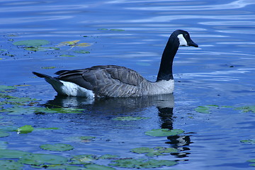 Image showing Canadian Goose on Blue Lake