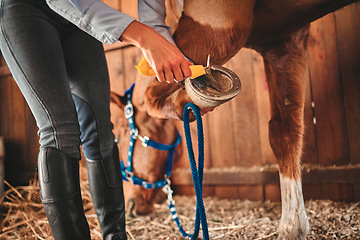 Image showing Cleaning, shoes and hands of woman and horse in barn for grooming, help and health. Equestrian, animal and foot with closeup of jockey and pet on countryside farm for blacksmith and maintenance