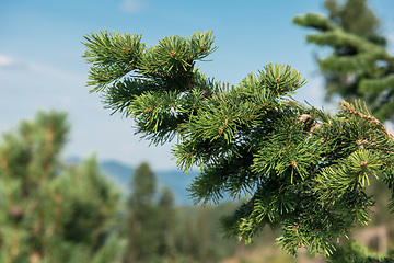 Image showing Siberian cedar closeup in Altai