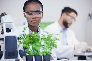 Image showing Plants, science or black woman writing for research, cannabis inspection or sustainability innovation. African scientist in laboratory for leaf growth notes, weed data analysis or floral analytics