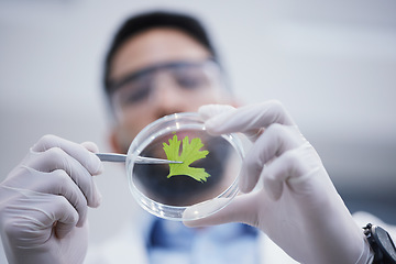 Image showing Research, man or scientist with plant sample for analysis, floral sustainability or leaf growth innovation. Hands blur, studying biotechnology or ecology expert in a laboratory for agro development