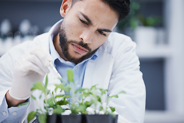 Image showing Plants, thinking and scientist man in laboratory with solution, growth check and analysis of medical research or test. Young science person with focus for green leaf, weed medicine or pharmaceutical