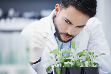 Image showing Research, man or scientist with leaf sample for analysis, floral sustainability or plants growth innovation. Science, studying biotechnology or ecology expert in a laboratory for agro development