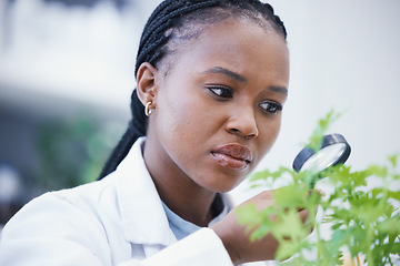 Image showing Weed, magnifying glass and scientist woman for growth inspection, cannabis research and confused or focus. African person in science laboratory and zoom for medical leaf, plants and 420 CBD analysis