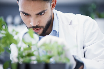 Image showing Plants, magnifying glass and scientist man in laboratory solution, growth check and analysis for medical research. Young science person and focus on weed, leaves and health medicine and investigation