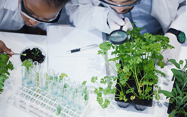 Image showing Plants, teamwork or scientists with magnifying glass or test tube for soil growth or medicine research in lab. Leaf data, study or science team with sample for agriculture development or environment