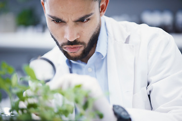 Image showing Weed, magnifying glass and scientist man in laboratory solution, growth check and analysis for medical research. Young science person and focus on plants, leaves and health medicine and investigation