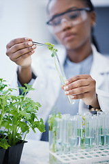 Image showing Woman, plant and scientist in laboratory with test tubes, experiment or research on leaves, growth or agriculture study. Science, biotechnology worker or education studying ecology or climate change