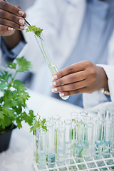 Image showing Hands, plant and scientist in laboratory with test tubes, experiment or research on leaves, growth or agriculture study. Science, biotechnology worker or education studying ecology or climate change