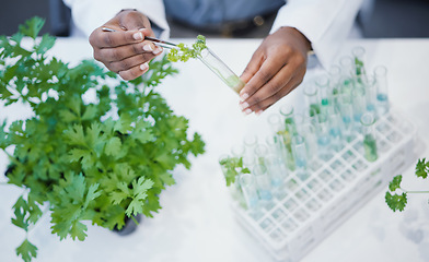 Image showing Plant, hands and scientist in laboratory with test tubes, experiment or research on leaves, growth or agriculture study. Science, biotechnology worker or education studying ecology or climate change