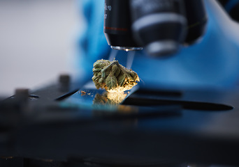 Image showing Medical marijuana, microscope or cannabis plant in a laboratory for medicine research or innovation. Zoom, natural medication background or bud of weed for studying leaf growth or chemistry analysis