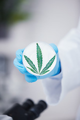 Image showing Scientist hand, petri dish and marijuana in laboratory for medical research, organic medicine and cbd oil. Closeup, cannabis or hemp leaves for pharmaceutical product, sustainable drugs or healthcare