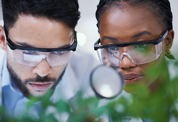 Image showing Plants, collaboration or scientists with magnifying glass for growth or medicine research in laboratory. Leaf data, attention or science team with magnifier for agriculture development or studying