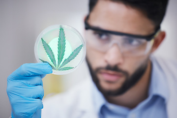 Image showing Marijuana, man or scientist with leaf sample for research, sustainability or plants growth innovation. Science, studying weed plant or biologist expert in a laboratory with cannabis for development