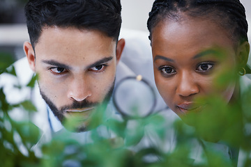 Image showing Plants, scientist or science team with magnifying glass for growth or medicine research in laboratory. Leaf, teamwork or scientific researchers with magnifier for agriculture development or studying