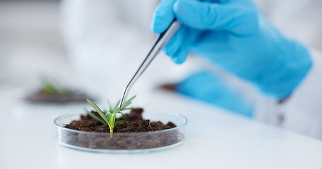 Image showing Tweezer, hands and scientist with plant for botany research, experiment and sample. Science, medical professional and doctor with petri dish for food, study and agriculture for natural growth in lab