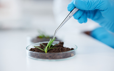 Image showing Hands, tweezer and science with plant for research, experiment and leaf. Scientist, medical professional and doctor with petri dish for botany, food study and agriculture for natural growth in lab.