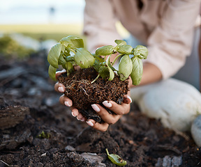 Image showing Plant, gardening and woman hands in soil for sustainability, eco friendly farming and vegetables development. Plants, growth and person or volunteer for earth day, sustainable or green project