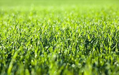 Image showing Green grass close up