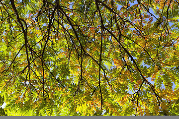 Image showing colorful trees in the forest in autumn