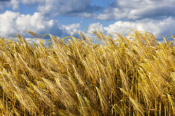 Image showing an agricultural field