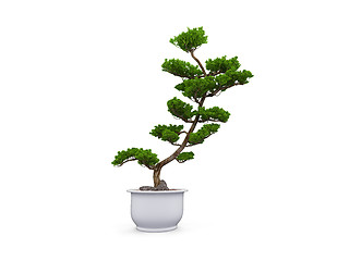 Image showing bonsai over white