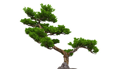 Image showing bonsai over white