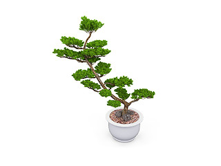 Image showing bonsai over white