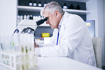 Image showing Science, laboratory and man on microscope for plants research, medical analysis and growth particles or medicine test. Biotechnology, pharmaceutical and senior scientist or doctor for drugs solution