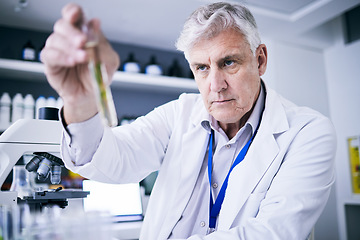 Image showing Plants, test tube and scientist man for pharmaceutical research, sustainable or herbs medicine in laboratory. Medical pharmacist or senior person in science analysis or focus in eco friendly solution