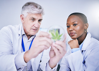 Image showing Cannabis, Petri dish and scientist people for research, growth analysis and weed medicine solution, advice and study. Training, science and medical mentor, woman or student for cbd test in laboratory