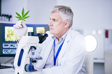 Image showing Senior scientist, man and analysis of marijuana leaf, science study for medical research and ecology in lab. Male person, plant and microscope, check cannabis test sample with scientific experiment