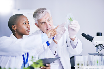Image showing Scientist, team and analysis of marijuana leaf, science study for medical research and ecology in lab. Man, woman with weed plant in petri dish, check cannabis test sample and scientific experiment